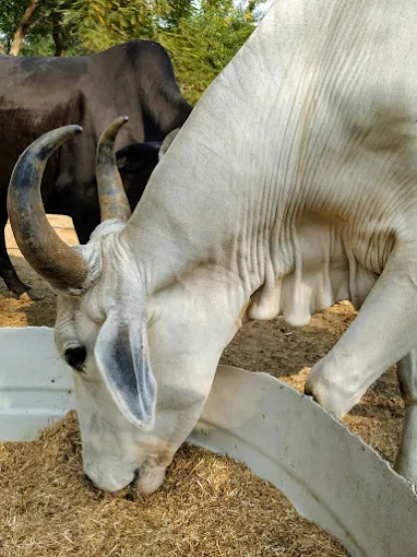 The Barnyard Animal Petting Farm - Image 1