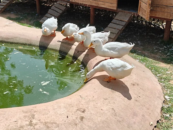  Petting Farm For Kids and Adults - Tuk Tuk Gilhari - Image 1